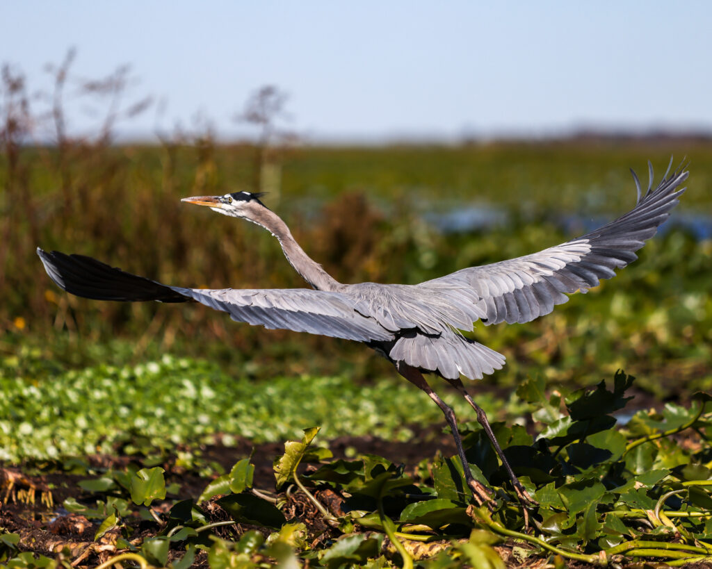 Great Blue Heron showing example of nature photography