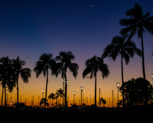 Palm Trees at Sunset example of landscape photography